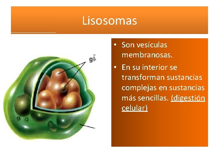 Lisosomas • Son vesículas membranosas. • En su interior se transforman sustancias complejas en