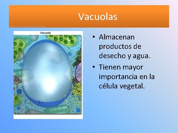 Vacuolas • Almacenan productos de desecho y agua. • Tienen mayor importancia en la