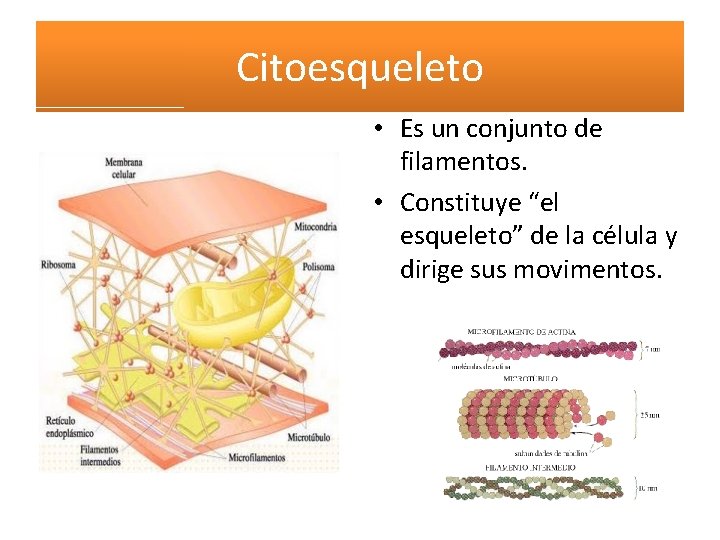 Citoesqueleto • Es un conjunto de filamentos. • Constituye “el esqueleto” de la célula