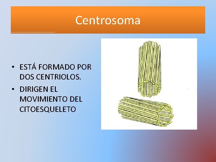 Centrosoma • ESTÁ FORMADO POR DOS CENTRIOLOS. • DIRIGEN EL MOVIMIENTO DEL CITOESQUELETO 