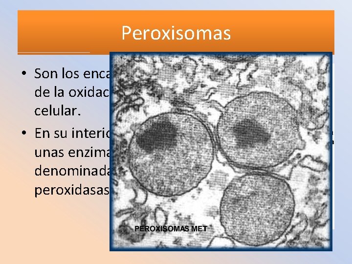Peroxisomas • Son los encargados de la oxidación celular. • En su interior tienen