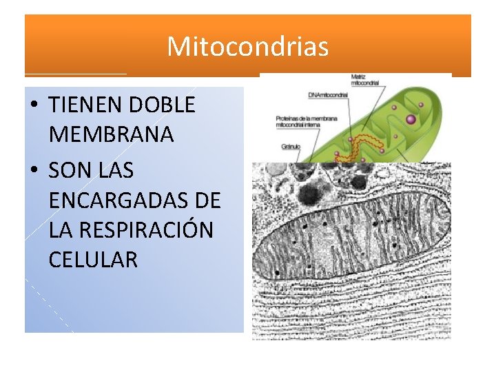 Mitocondrias • TIENEN DOBLE MEMBRANA • SON LAS ENCARGADAS DE LA RESPIRACIÓN CELULAR 