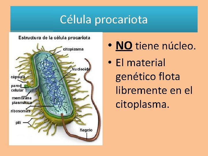 Célula procariota • NO tiene núcleo. • El material genético flota libremente en el