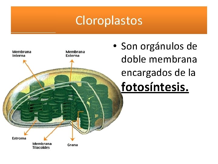 Cloroplastos • Son orgánulos de doble membrana encargados de la fotosíntesis. 