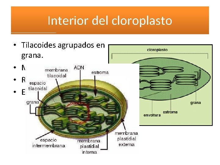 Interior del cloroplasto • Tilacoides agrupados en grana. • Material genético • Ribosomas •