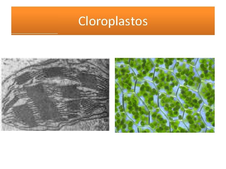 Cloroplastos 