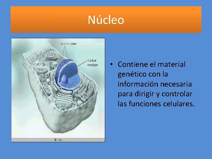 Núcleo • Contiene el material genético con la información necesaria para dirigir y controlar