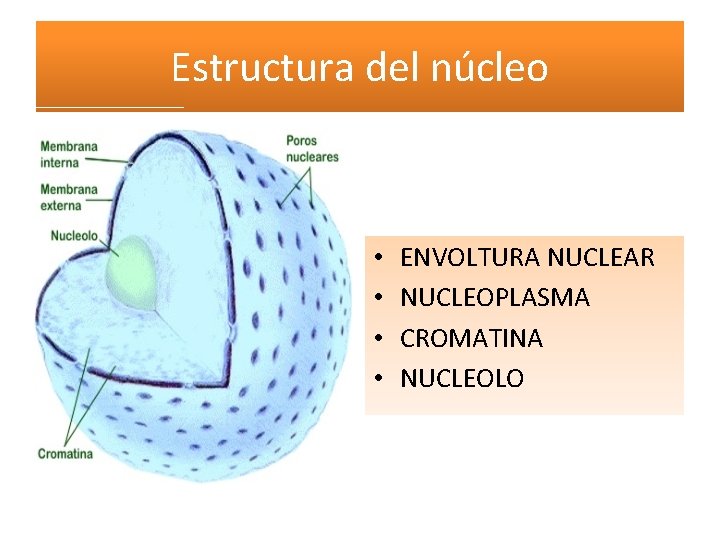 Estructura del núcleo • • ENVOLTURA NUCLEAR NUCLEOPLASMA CROMATINA NUCLEOLO 