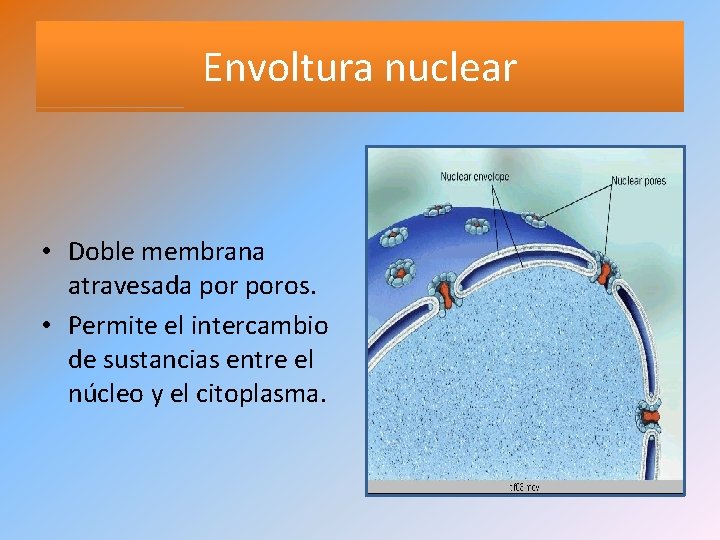 Envoltura nuclear • Doble membrana atravesada poros. • Permite el intercambio de sustancias entre