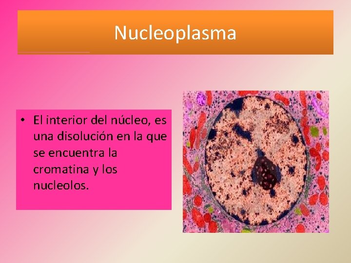 Nucleoplasma • El interior del núcleo, es una disolución en la que se encuentra