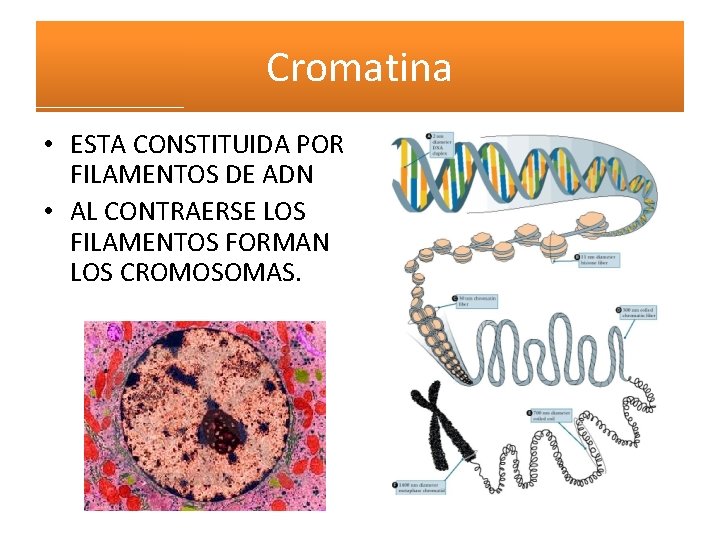 Cromatina • ESTA CONSTITUIDA POR FILAMENTOS DE ADN • AL CONTRAERSE LOS FILAMENTOS FORMAN