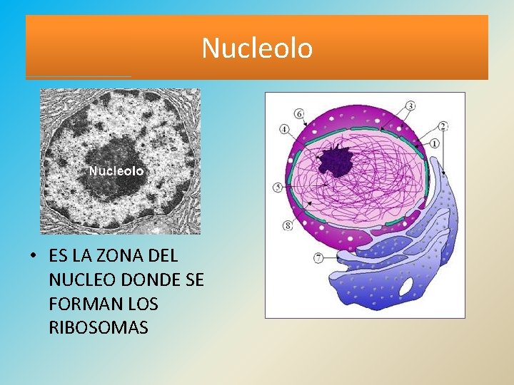 Nucleolo • ES LA ZONA DEL NUCLEO DONDE SE FORMAN LOS RIBOSOMAS 