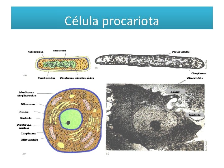 Célula procariota 