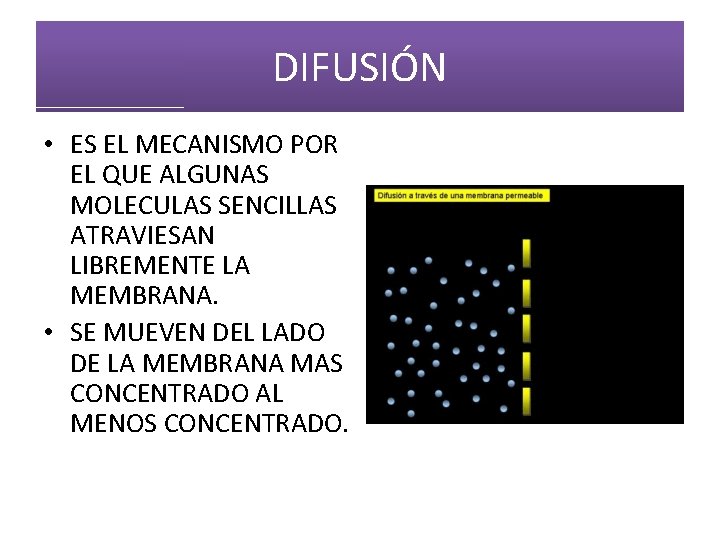 DIFUSIÓN • ES EL MECANISMO POR EL QUE ALGUNAS MOLECULAS SENCILLAS ATRAVIESAN LIBREMENTE LA