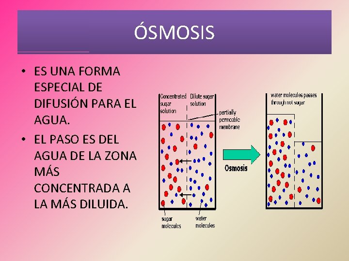 ÓSMOSIS • ES UNA FORMA ESPECIAL DE DIFUSIÓN PARA EL AGUA. • EL PASO