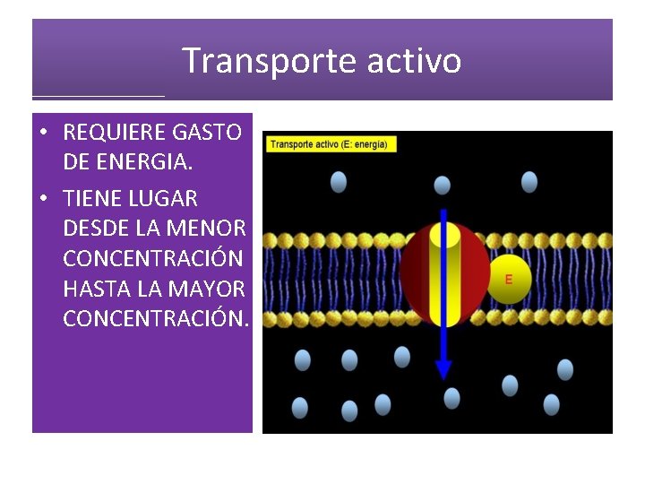 Transporte activo • REQUIERE GASTO DE ENERGIA. • TIENE LUGAR DESDE LA MENOR CONCENTRACIÓN