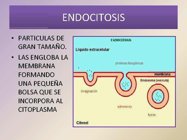 ENDOCITOSIS • PARTICULAS DE GRAN TAMAÑO. • LAS ENGLOBA LA MEMBRANA FORMANDO UNA PEQUEÑA