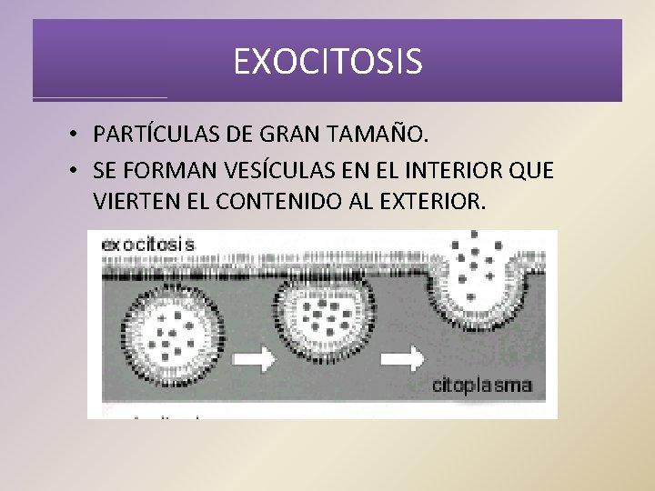 EXOCITOSIS • PARTÍCULAS DE GRAN TAMAÑO. • SE FORMAN VESÍCULAS EN EL INTERIOR QUE