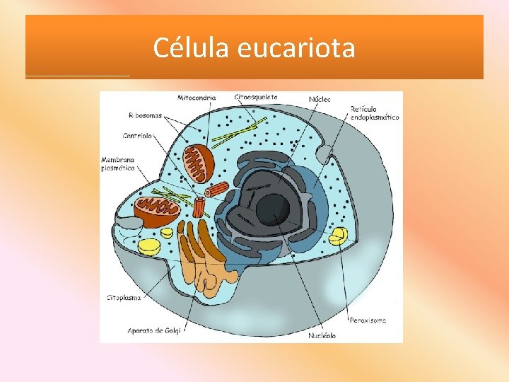 Célula eucariota 
