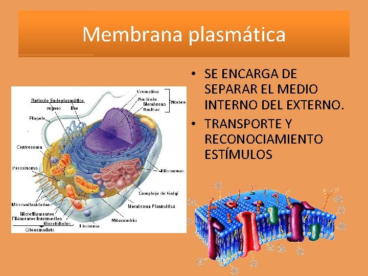 Membrana plasmática • SE ENCARGA DE SEPARAR EL MEDIO INTERNO DEL EXTERNO. • TRANSPORTE