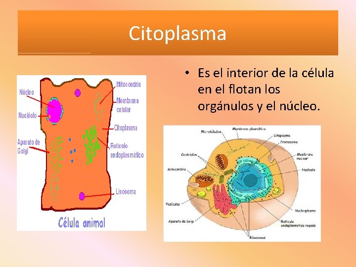 Citoplasma • Es el interior de la célula en el flotan los orgánulos y