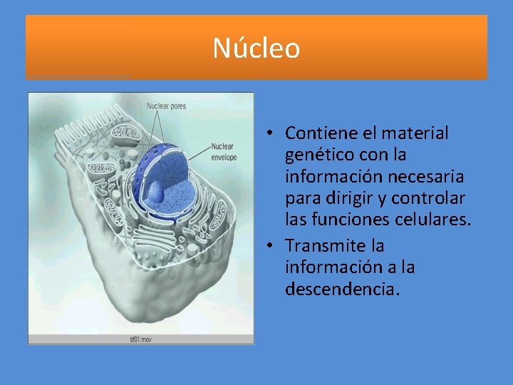 Núcleo • Contiene el material genético con la información necesaria para dirigir y controlar