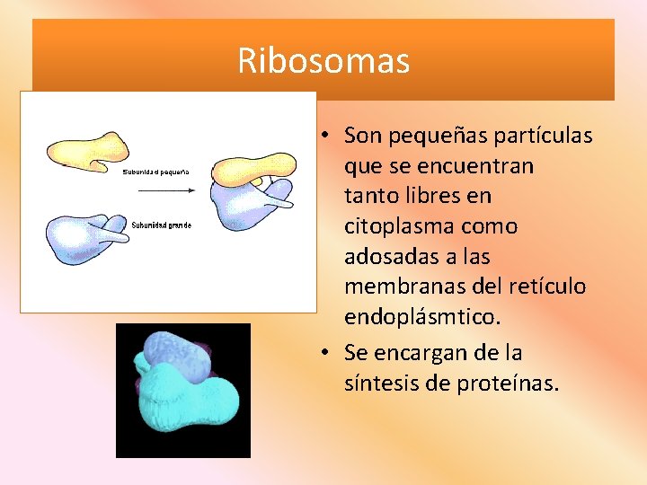 Ribosomas • Son pequeñas partículas que se encuentran tanto libres en citoplasma como adosadas