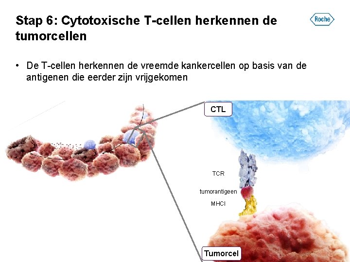 Stap 6: Cytotoxische T-cellen herkennen de tumorcellen • De T-cellen herkennen de vreemde kankercellen