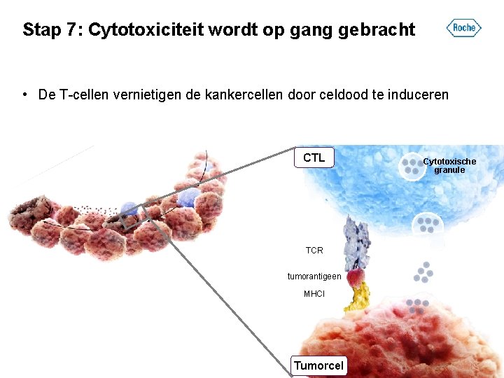 Stap 7: Cytotoxiciteit wordt op gang gebracht • De T-cellen vernietigen de kankercellen door