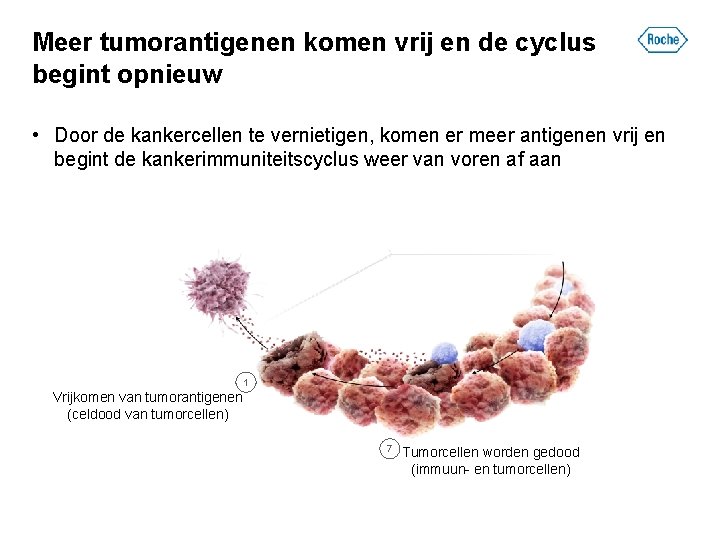 Meer tumorantigenen komen vrij en de cyclus begint opnieuw • Door de kankercellen te