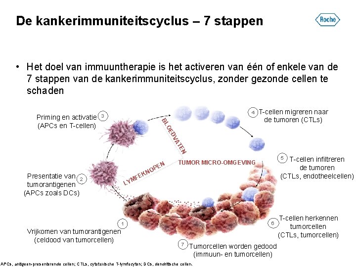 De kankerimmuniteitscyclus – 7 stappen • Het doel van immuuntherapie is het activeren van