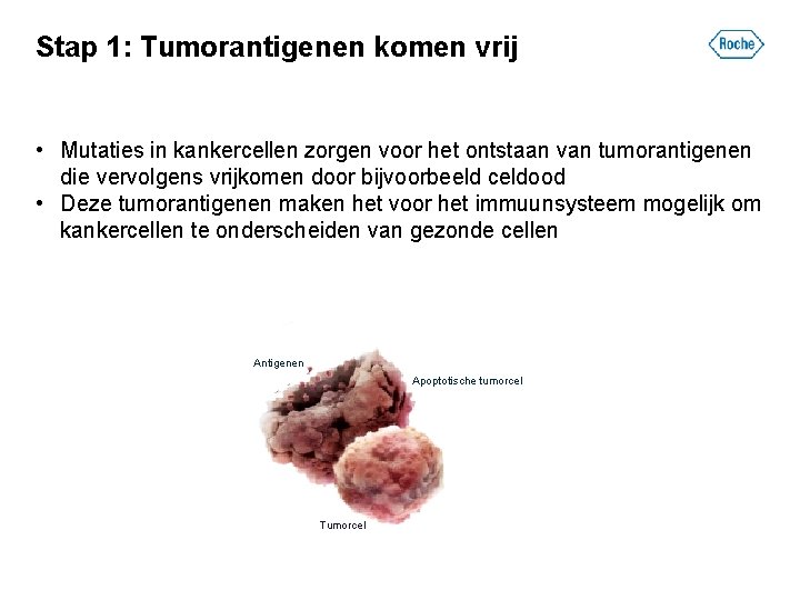 Stap 1: Tumorantigenen komen vrij • Mutaties in kankercellen zorgen voor het ontstaan van
