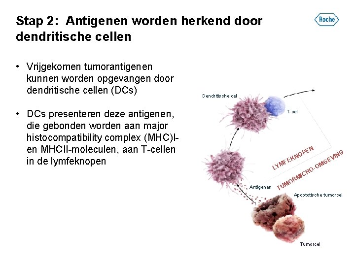 Stap 2: Antigenen worden herkend door dendritische cellen • Vrijgekomen tumorantigenen kunnen worden opgevangen