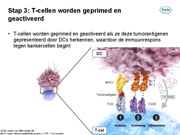 Stap 3: T-cellen worden geprimed en geactiveerd • T-cellen worden geprimed en geactiveerd als