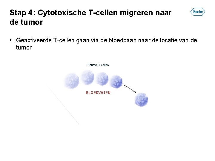 Stap 4: Cytotoxische T-cellen migreren naar de tumor • Geactiveerde T-cellen gaan via de