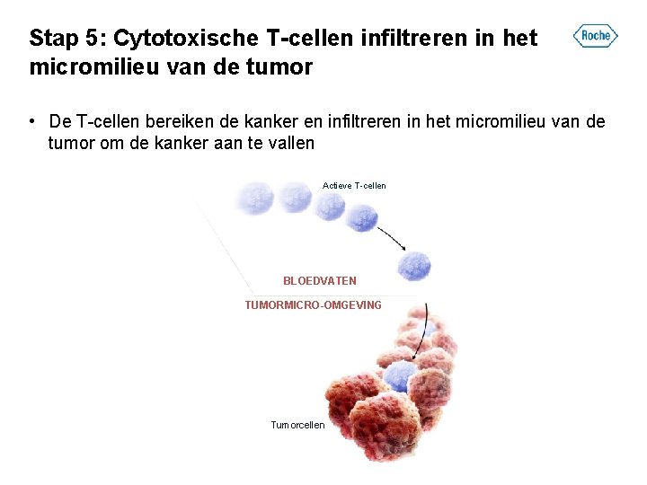 Stap 5: Cytotoxische T-cellen infiltreren in het micromilieu van de tumor • De T-cellen