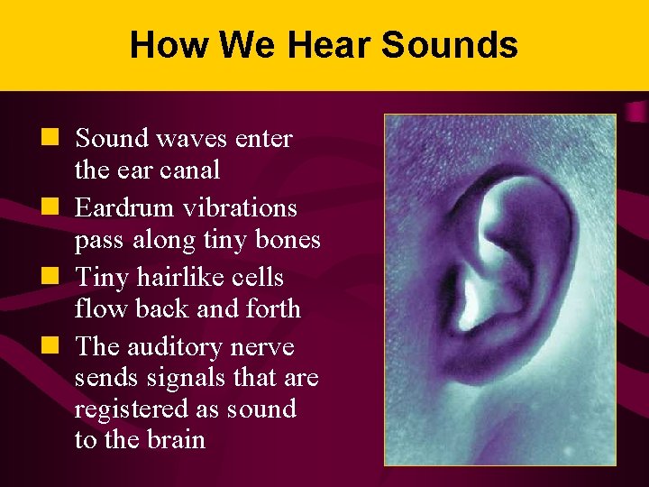 How We Hear Sounds n Sound waves enter the ear canal n Eardrum vibrations