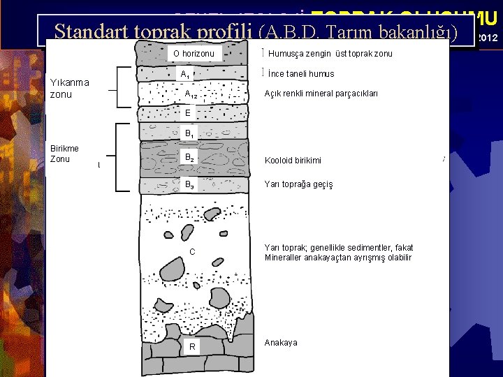  • GENEL JEOLOJİ-TOPRAK OLUŞUMU Standart toprak profili (A. B. D. Tarım Prof. bakanlığı