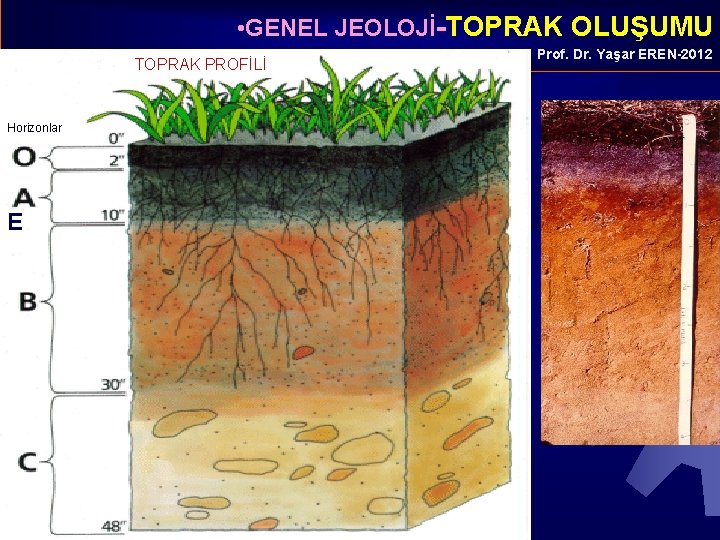  • GENEL JEOLOJİ-TOPRAK OLUŞUMU TOPRAK PROFİLİ Horizonlar E Prof. Dr. Yaşar EREN-2012 