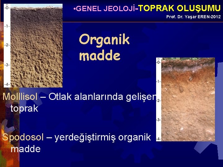  • GENEL JEOLOJİ-TOPRAK OLUŞUMU Prof. Dr. Yaşar EREN-2012 Organik madde Molllisol – Otlak