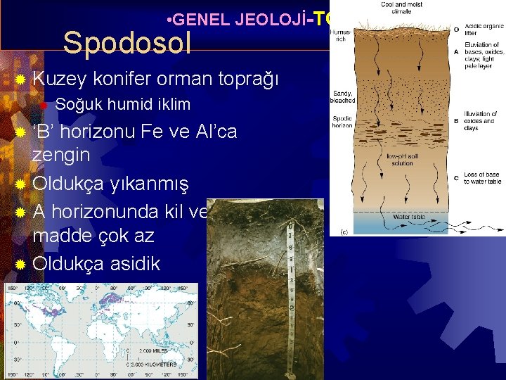  • GENEL JEOLOJİ-TOPRAK OLUŞUMU Spodosol ® Kuzey ® ® ‘B’ konifer orman toprağı