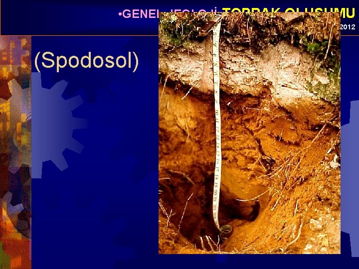  • GENEL JEOLOJİ-TOPRAK OLUŞUMU Prof. Dr. Yaşar EREN-2012 (Spodosol) 