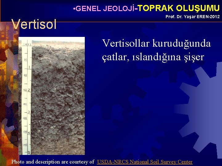  • GENEL JEOLOJİ-TOPRAK OLUŞUMU Vertisol Prof. Dr. Yaşar EREN-2012 Vertisollar kuruduğunda çatlar, ıslandığına