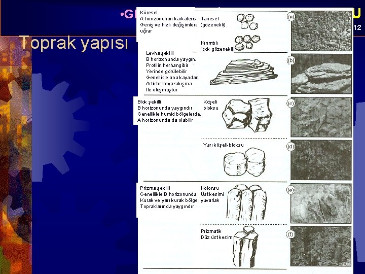 Küresel • GENEL JEOLOJİ A horizonunun karkateristiği. Tanesel -TOPRAK OLUŞUMU Toprak yapısı Geniş ve