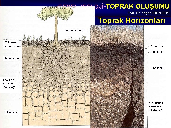  • GENEL JEOLOJİ-TOPRAK OLUŞUMU Prof. Dr. Yaşar EREN-2012 Toprak Horizonları Humusça zengin O