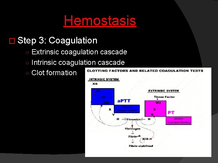 Hemostasis � Step 3: Coagulation ○ Extrinsic coagulation cascade ○ Intrinsic coagulation cascade ○