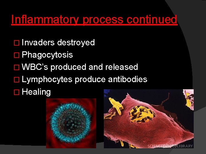 Inflammatory process continued � Invaders destroyed � Phagocytosis � WBC’s produced and released �