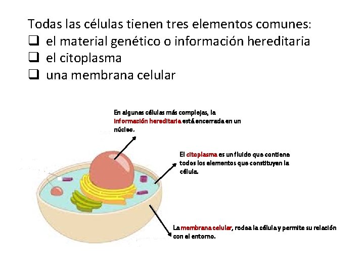 Todas las células tienen tres elementos comunes: q el material genético o información hereditaria
