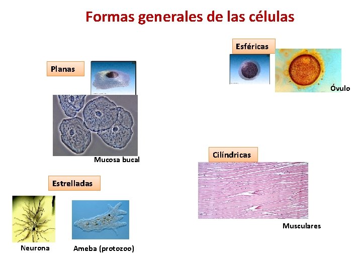 Formas generales de las células Esféricas Planas Óvulo Mucosa bucal Cilíndricas Estrelladas Musculares Neurona