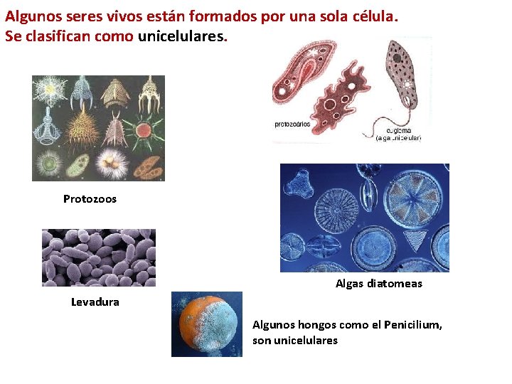 Algunos seres vivos están formados por una sola célula. Se clasifican como unicelulares. Protozoos